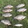 Prussian carp