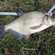 Carp bream