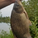 Crucian carp