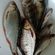 Roach
