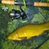 Tench
