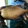 Carp bream