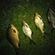 Crucian carp