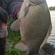 Prussian carp