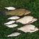 Tench