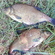 Carp bream