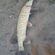 Tench