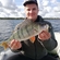 Eurasian perch
