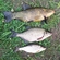 Tench