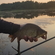 Crucian carp