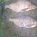 Carp bream