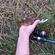 Eurasian perch