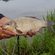 Crucian carp