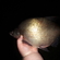 Carp bream