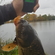 Carp