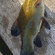 Tench