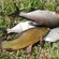 Carp bream