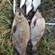 Carp bream