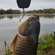 Carp