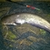 Wels catfish