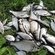 Carp bream