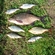 Carp bream