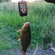 Tench