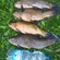 Tench
