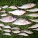 Eurasian perch