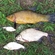 Tench