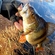 Eurasian perch