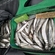 European smelt