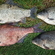 Prussian carp