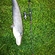 Wels catfish