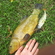 Tench