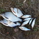 Carp bream