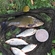 Tench