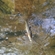 Ocean Trout