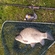 Crucian carp