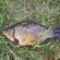Crucian carp