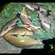 Tench