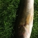 Pike perch