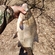 Carp bream