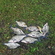 Carp bream