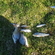 Carp bream