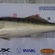 Pike perch