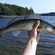 Pike perch