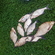 Carp bream