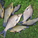 Tench