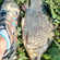 Prussian carp